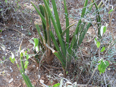 Sansevieria cylindrica