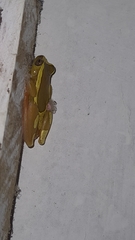 Dendropsophus elegans