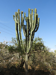 Euphorbia