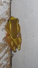 Dendropsophus elegans