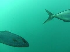 Seriola dumerili