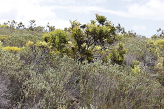 Adenandra gummifera