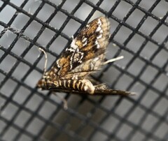 Elophila difflualis