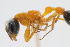 Pseudomyrmex major