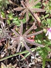 Lupinus sparsiflorus