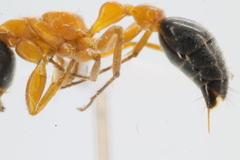 Pseudomyrmex major