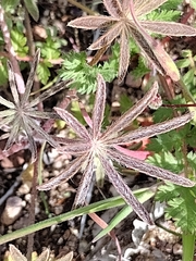 Lupinus sparsiflorus