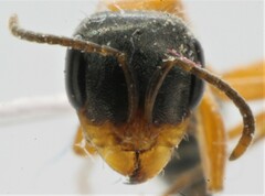 Pseudomyrmex major