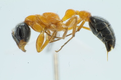 Pseudomyrmex major