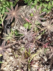 Lupinus sparsiflorus