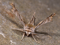 Apochima flabellaria