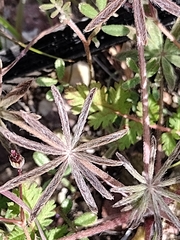 Lupinus sparsiflorus