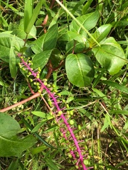 Phytolacca rivinoides