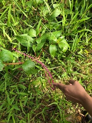 Phytolacca rivinoides