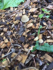Conocybe apala albipes