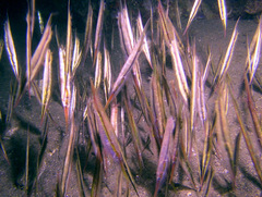Centriscus scutatus