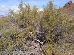 Parkinsonia microphylla