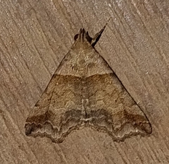 Phalaenophana pyramusalis