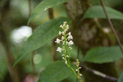 Polystachya concreta image