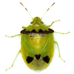 Thyanta maculata