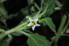 Solanum physalifolium