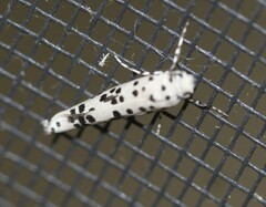 Yponomeuta pustulellus