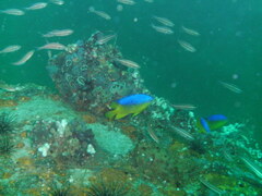 Stegastes leucostictus