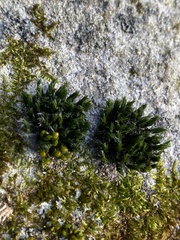 Orthotrichum diaphanum