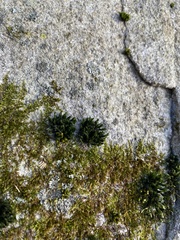 Orthotrichum diaphanum