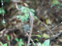 Oxybelis rutherfordi