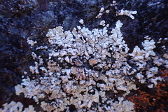 Rhizoplaca chrysoleuca