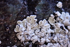 Rhizoplaca chrysoleuca