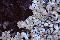 Rhizoplaca chrysoleuca