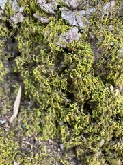 Pseudanomodon attenuatus