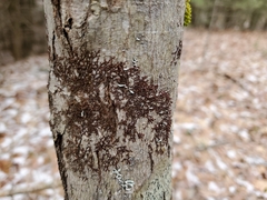 Frullania eboracensis