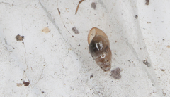 Cochlicopa lubrica