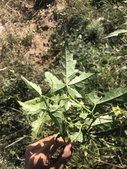 Ampelopsis humulifolia