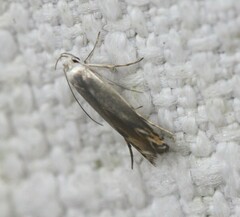 Thiotricha atractodes