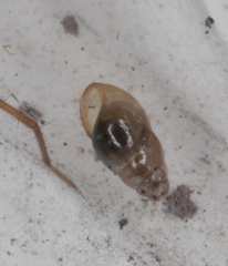 Cochlicopa lubrica
