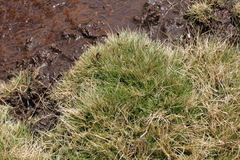 Oxychloe andina