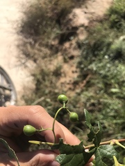 Ampelopsis humulifolia