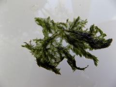 Cladophora glomerata