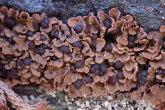 Psora globifera