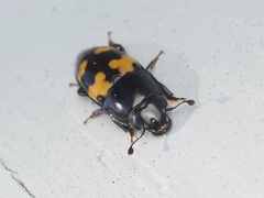Glischrochilus fasciatus