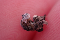Psora globifera