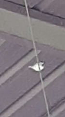 Passer domesticus