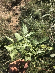 Ampelopsis humulifolia