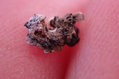 Psora globifera