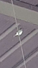 Passer domesticus