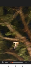 Rousettus aegyptiacus